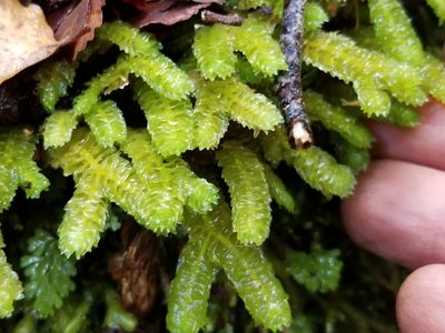 Schistochila appendiculata, photographed by Brett Sandford