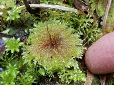 Sciadocladus menziesii, photographed by Brett Sandford