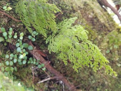 Hymenophyllum bivalve, photographed by Brett Sandford