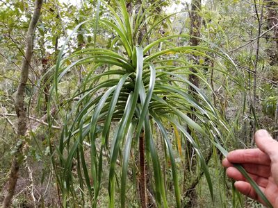 Dracophyllum elegantissimum, photographed by Brett Sandford
