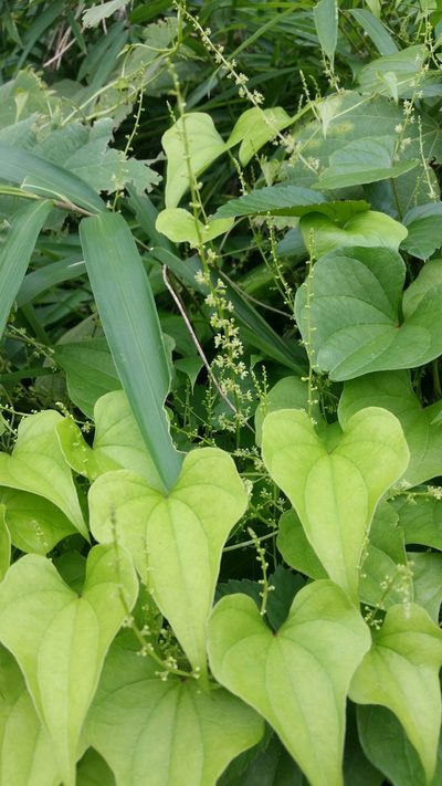 Dioscorea tokoro, photographed by Daniel J. Layton