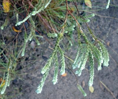 Gnidia chrysophylla, photographed by Di Turner