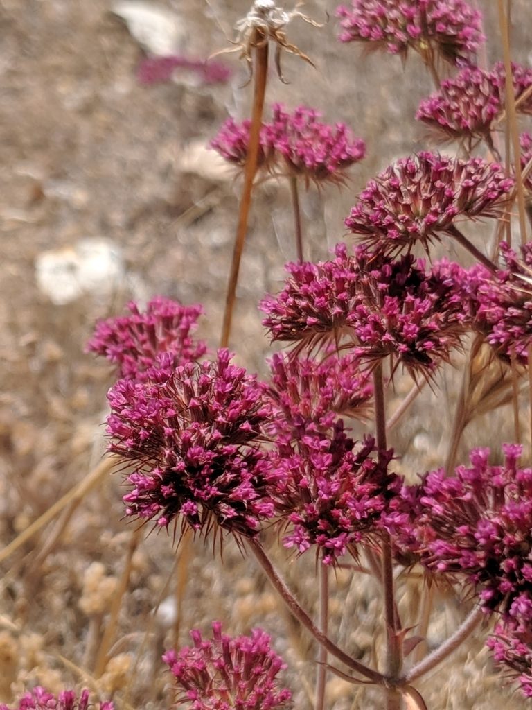Chorizanthe biloba, photographed by Alex Heyman