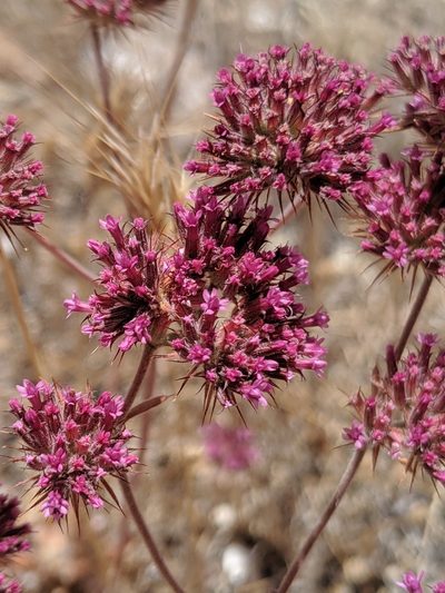 Chorizanthe biloba, photographed by Alex Heyman