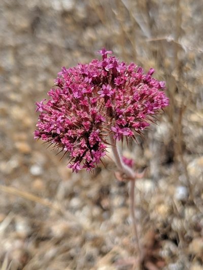 Chorizanthe biloba, photographed by Alex Heyman