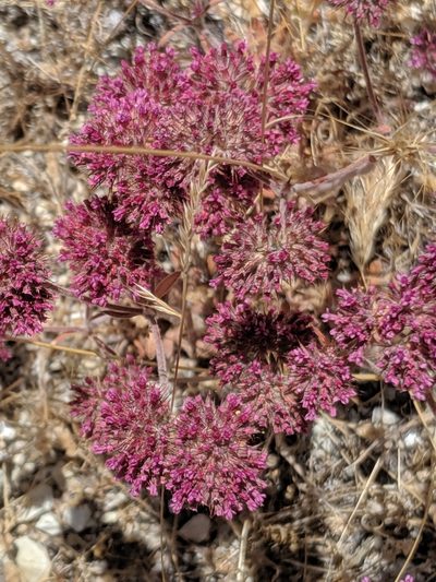 Chorizanthe biloba, photographed by Alex Heyman