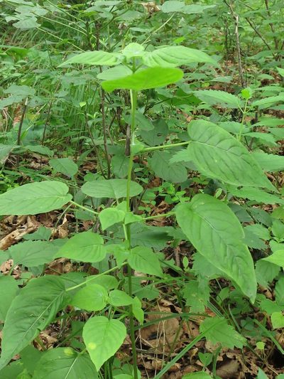 Circaea cordata, photographed by Repina Tatyana
