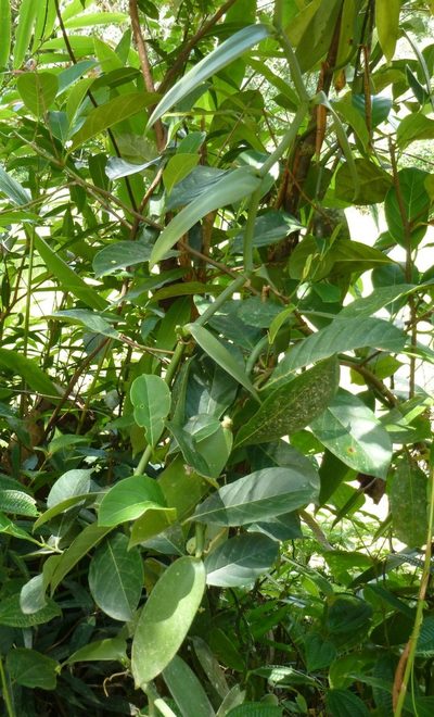 Vanilla planifolia, photographed by Micha Baum