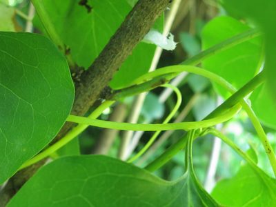 Cuscuta japonica, photographed by Repina Tatyana