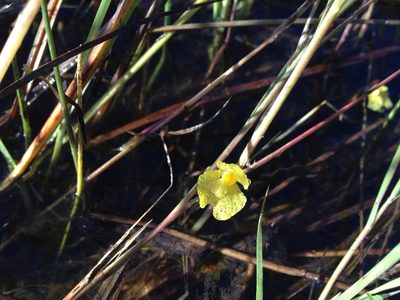 Utricularia reflexa, photographed by Robert Taylor