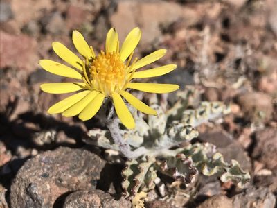 Trichocline caulescens, photographed by william_hoyer