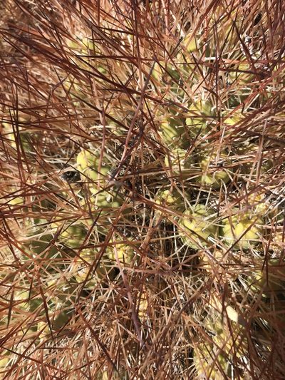 Maihueniopsis camachoi, photographed by william_hoyer