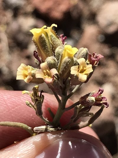 Neuontobotrys tarapacanus, photographed by william_hoyer