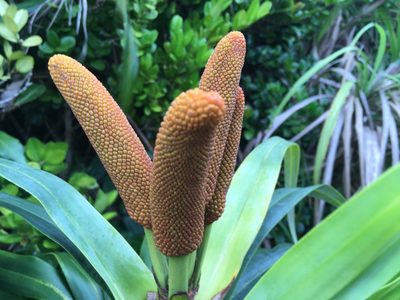 Freycinetia formosana, photographed by Tatsutomo Chin