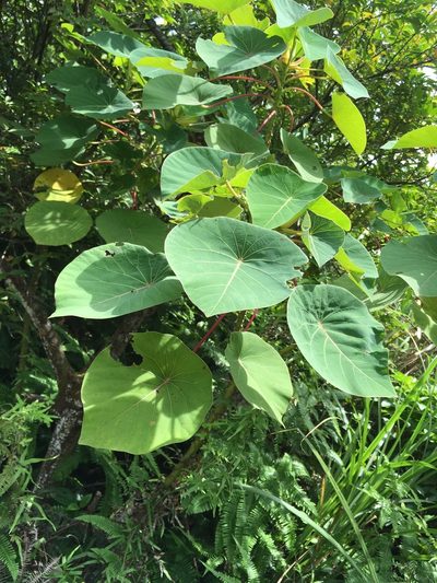 Homalanthus fastuosus, photographed by Tatsutomo Chin