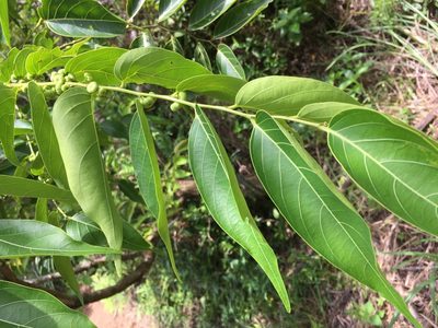 Glochidion lanceolatum, photographed by Tatsutomo Chin