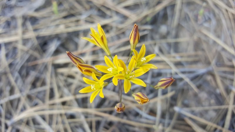 Triteleia montana, photographed by Colin J Pryor