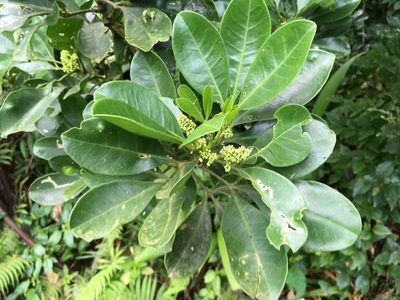 Melicope triphylla, photographed by Tatsutomo Chin