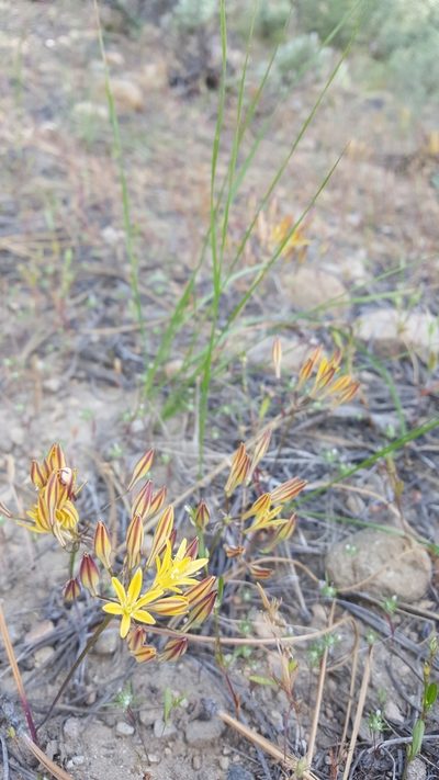 Triteleia montana, photographed by Colin J Pryor