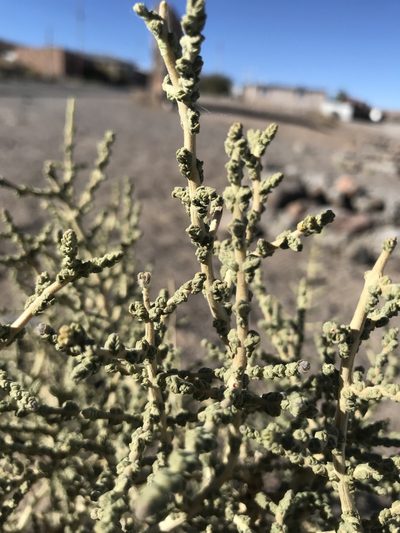 Aloysia deserticola, photographed by william_hoyer