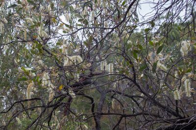 Grevillea glauca, photographed by Terra Occ