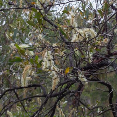 Grevillea glauca, photographed by Terra Occ
