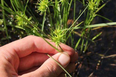 Carex michauxiana, photographed by Quinten Wiegersma