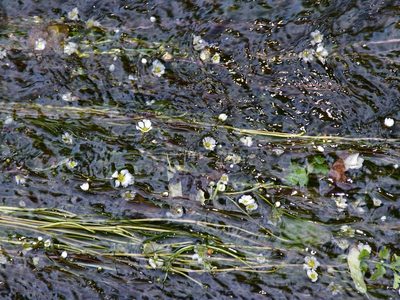 Ranunculus fluitans, photographed by Nasser Halaweh