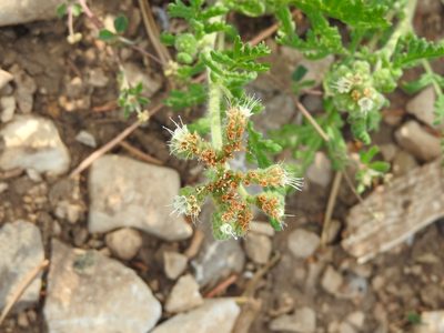 Phacelia alba, photographed by CK2AZ