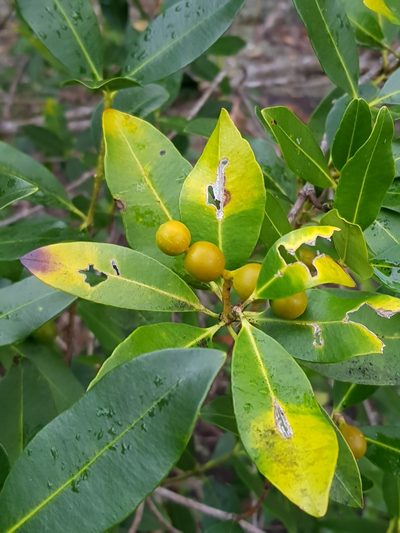Alyxia spicata, photographed by Terra Occ