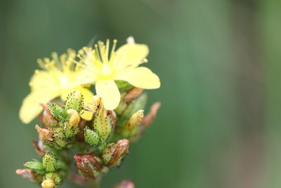 Hypericum montanum, photographed by Jerry Lanfear