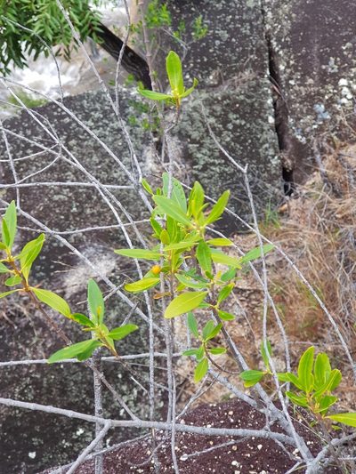 Alyxia spicata, photographed by Terra Occ