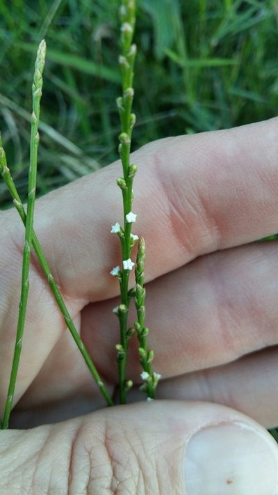 Thesium junceum, photographed by Karen Eichholz