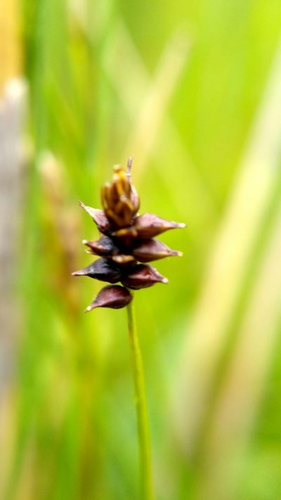 Carex dioica, photographed by Sigitas Juzėnas