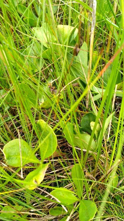 Carex dioica, photographed by Sigitas Juzėnas