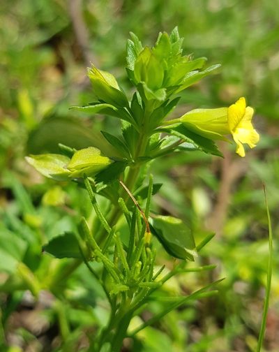 Mecardonia vandellioides, photographed by Eugenio Padilla
