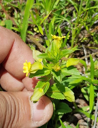 Mecardonia vandellioides, photographed by Eugenio Padilla