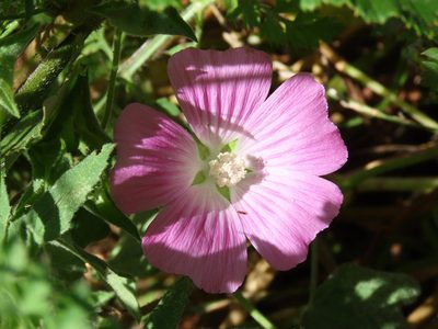 Malva punctata, photographed by Emanuele Santarelli