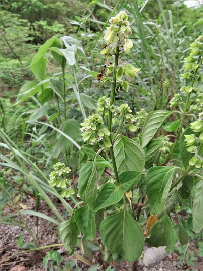 Ocimum campechianum, photographed by Annika Lindqvist