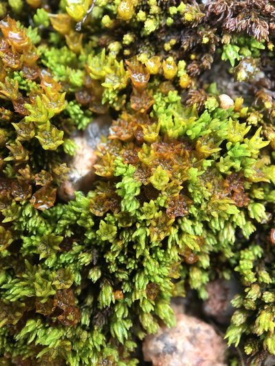Oligotrichum hercynicum, photographed by Andrew Melton