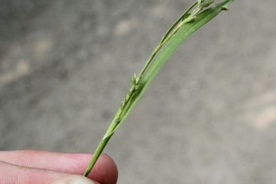 Carex leptonervia, photographed by Quinten Wiegersma