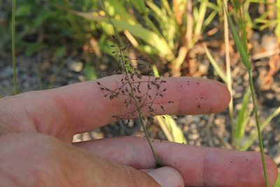 Dichanthelium acuminatum, photographed by Quinten Wiegersma