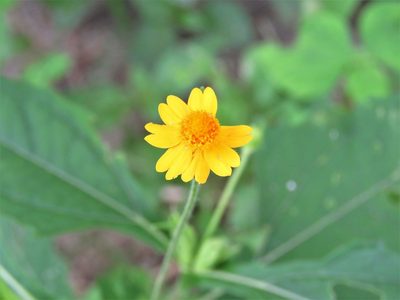 Melampodium gracile, photographed by Annika Lindqvist
