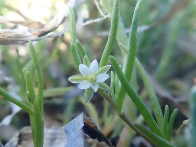 Spergularia canadensis, photographed by Nolan Exe