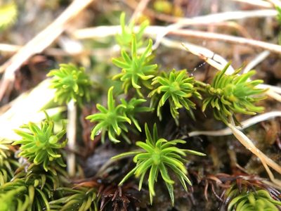Polytrichastrum sexangulare, photographed by Andrew Melton