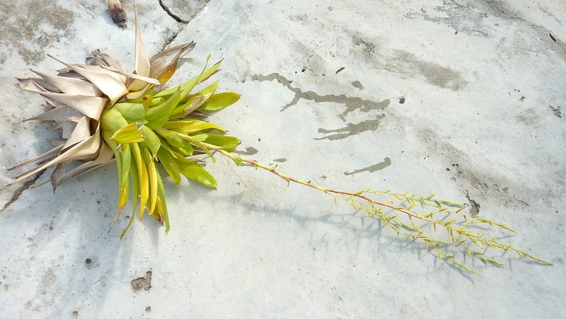 Vriesea procera, photographed by russiannaturalistbrazil