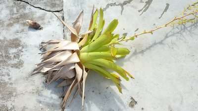 Vriesea procera, photographed by russiannaturalistbrazil