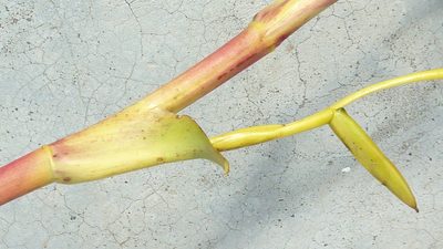 Vriesea procera, photographed by russiannaturalistbrazil