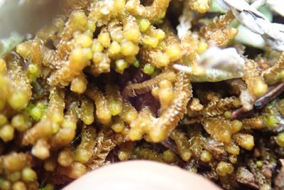 Neoorthocaulis floerkei, photographed by Randal