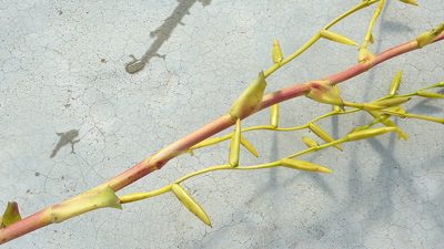 Vriesea procera, photographed by russiannaturalistbrazil